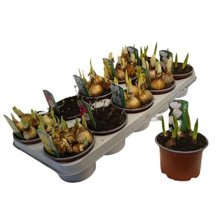 <h4>Bolbloemen Mix</h4>