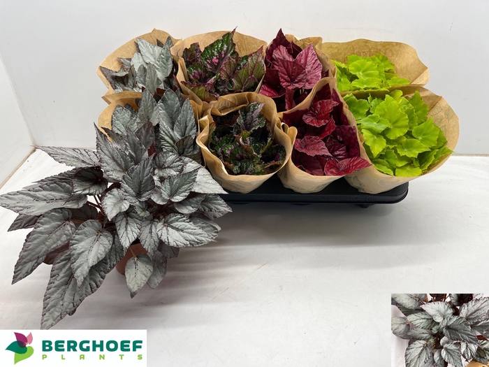 <h4>BEG BEL GEM</h4>