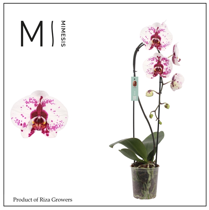 <h4>Phalaenopsis Flow Picasso 1 spike – 12cm | Mimesis</h4>