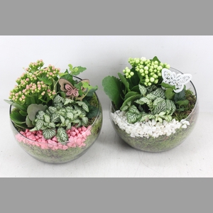 arr2 PL - Glas bol schuin - roze/wit