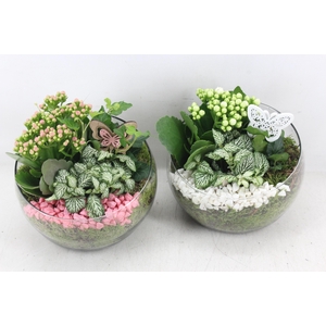 Arr2 Pl - Glas Bol Schuin - Roze/wit