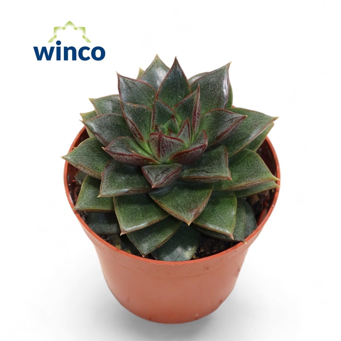 <h4>Echeveria Purpurea</h4>