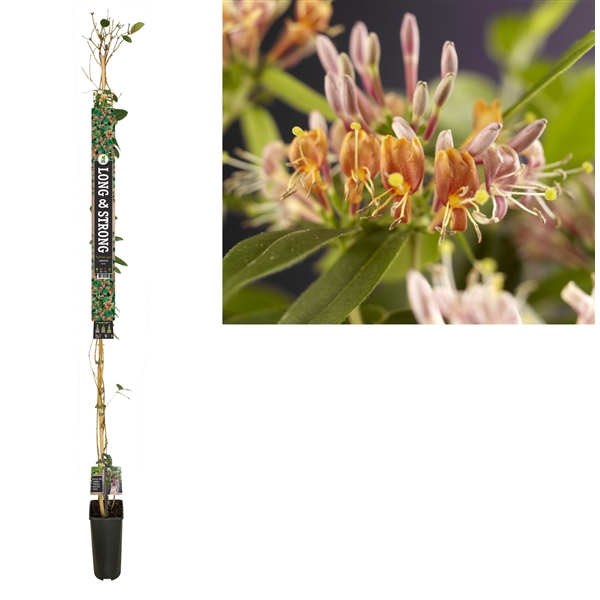 <h4>Lonicera henryi +Long & strong label</h4>