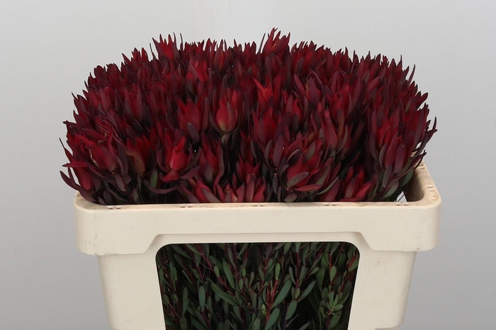 Leucadendron Blush Spray