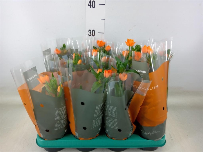 <h4>Ornithogalum dubium</h4>