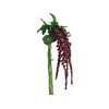 AMARANTHUS D. VINHO 060 CM VINHO