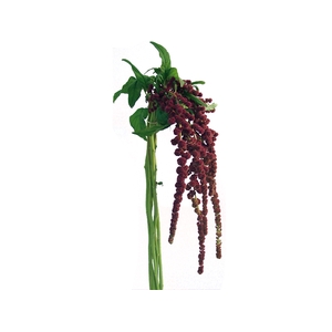 AMARANTHUS D. VINHO 070 CM VINHO