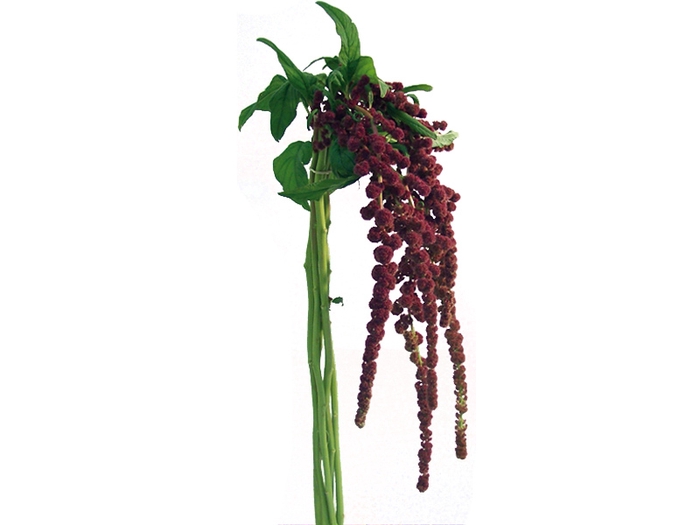 <h4>AMARANTHUS D. VINHO 070 CM VINHO</h4>