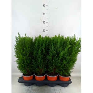 Chamaecyparis laws. 'Ellwoodii'