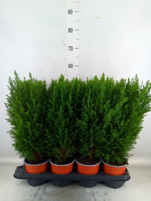 <h4>Chamaecyparis laws. 'Ellwoodii'</h4>