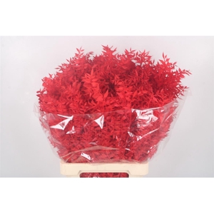 Ruscus. Red Per Stem