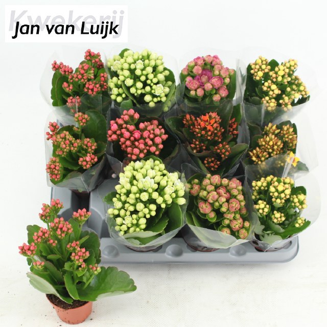 KALAN EN MIX 5 COL MINI