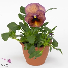 VIO WI DEL PERS SURP