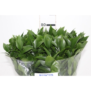 FOLHAGEM RUSCUS 070 CM