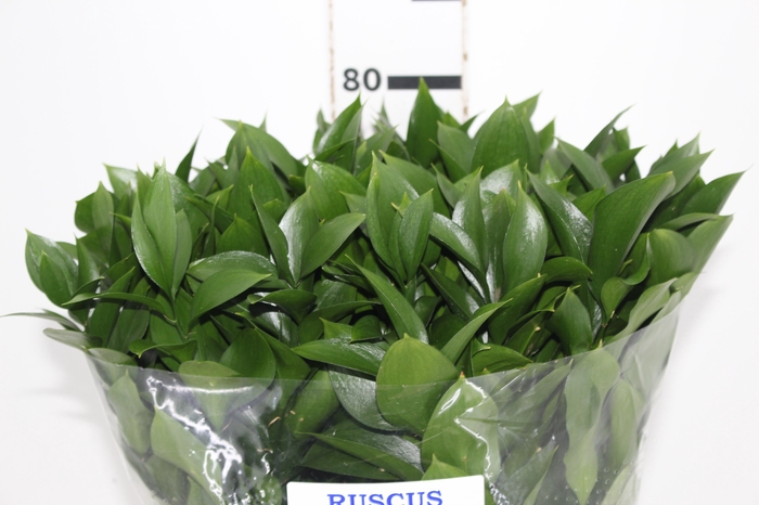 <h4>FOLHAGEM RUSCUS 070 CM</h4>
