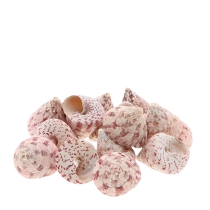 Shell Trochus Macul 1kg