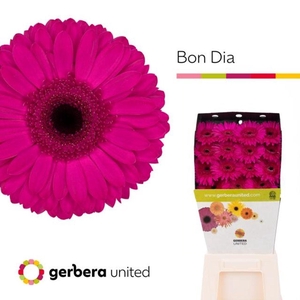 Gerbera diamond bon dia