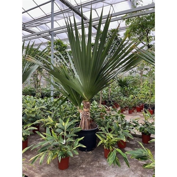 <h4>Pandanus utilis</h4>