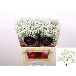 Gypsophila pan Xlence