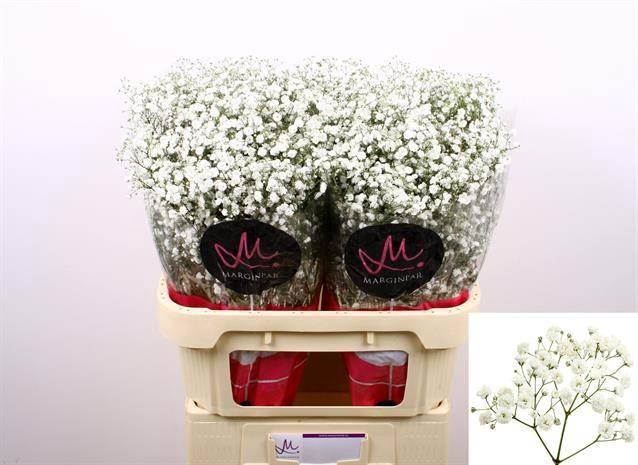 <h4>Gypsophila pan Xlence</h4>