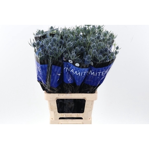 Eryng Blue Dynamite 70cm