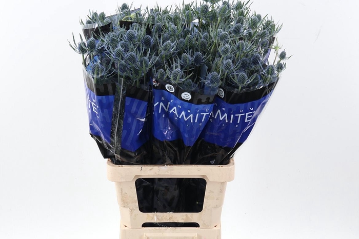 <h4>Eryng Blue Dynamite 70cm</h4>