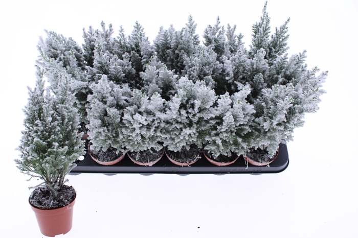 <h4>CHAM L ELLWOODII</h4>