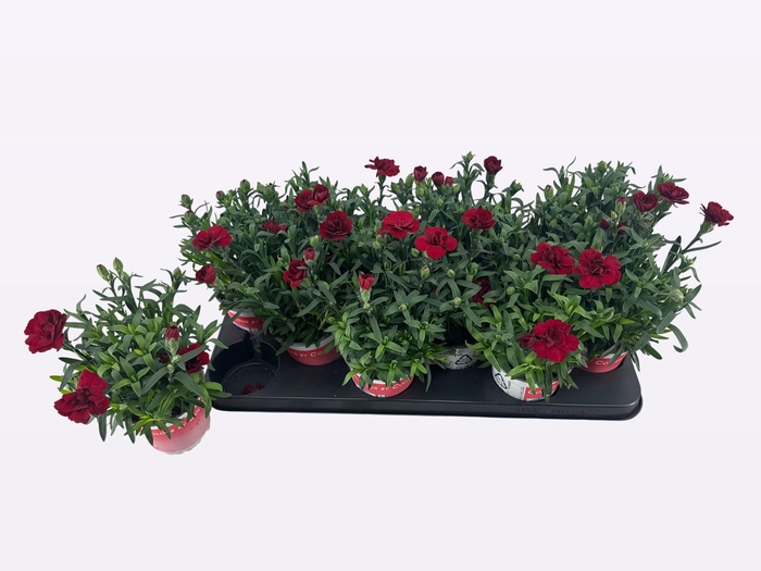 <h4>DIAN OSC DARK RED</h4>