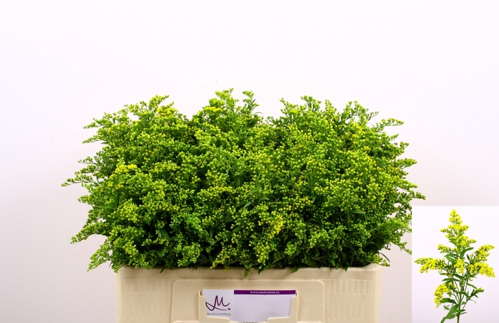 <h4>SOLI CARZAN GLORY</h4>