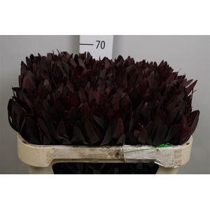 Leucadendron Saf Sunset Dark R.
