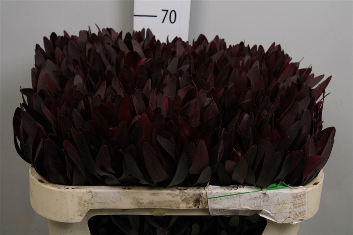 <h4>Leucadendron Saf Sunset Dark R.</h4>