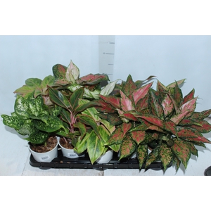 AGLAONEMA VARIADA P12 PREMIUM