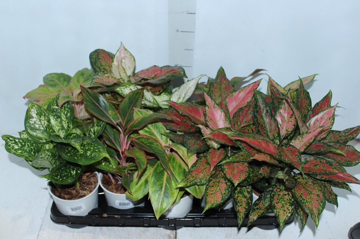 <h4>AGLAONEMA VARIADA P12 PREMIUM</h4>