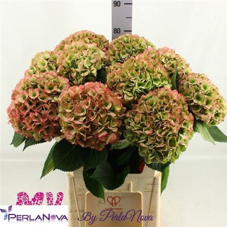 <h4>Hydr M My Heaven Cl</h4>