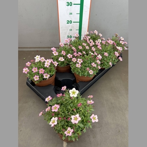 SAXIF AR ALP ROSE