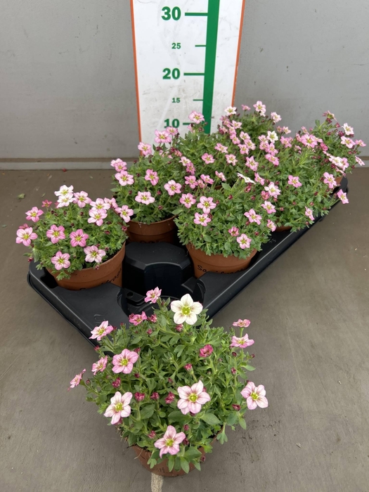 SAXIF AR ALP ROSE