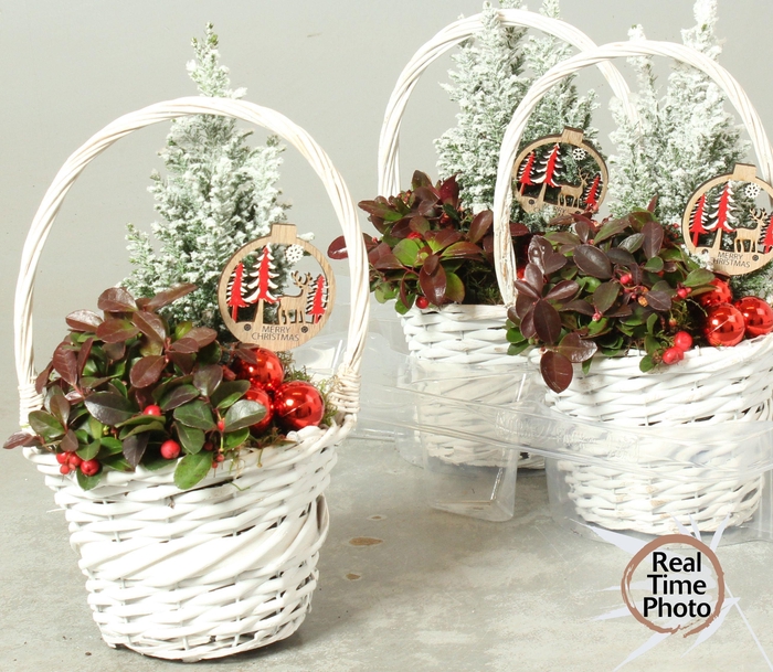 <h4>Arr Tuinplanten</h4>