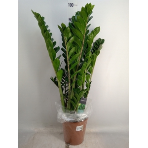 Zamioculcas zamiifolia