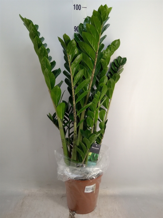 <h4>Zamioculcas zamiifolia</h4>