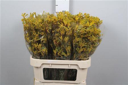 <h4>Anigoz Yellow</h4>