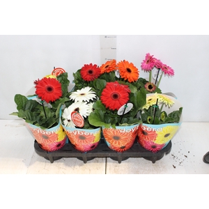 GERBERA P14 MIN 3 FLS