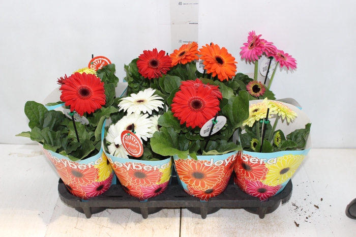 <h4>GERBERA P14 MIN 3 FLS</h4>