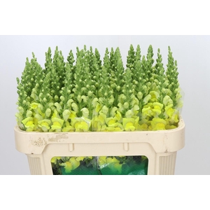 Antirrhinum majus 'Cannes Yellow'