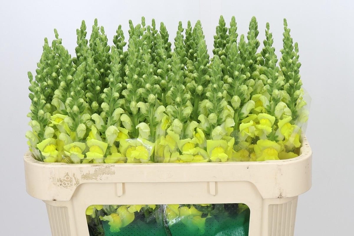 <h4>Antirrhinum majus 'Cannes Yellow'</h4>