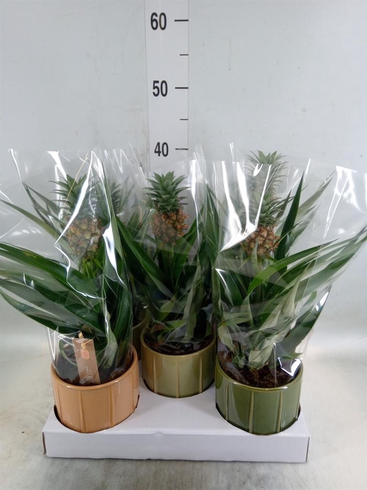 <h4>Ananas  'Mi Amigo'</h4>