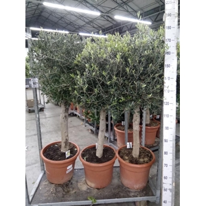 Olea europaea
