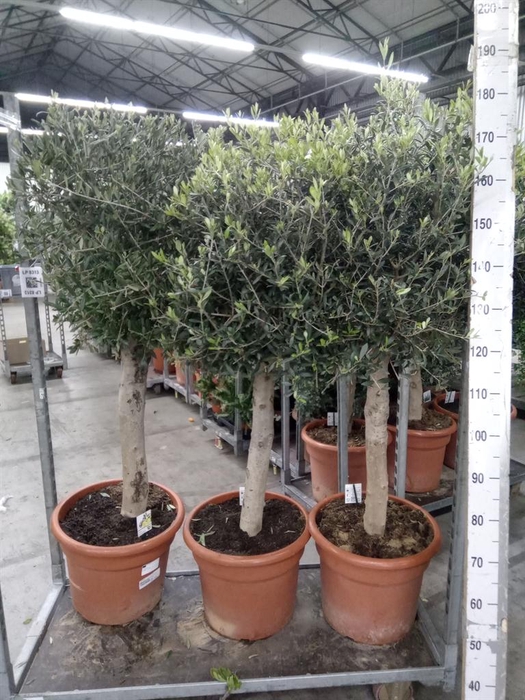 <h4>Olea europaea</h4>