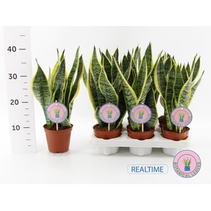 SANSEV FUTURA SUPERB