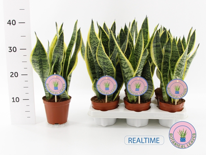 <h4>SANSEV FUTURA SUPERB</h4>