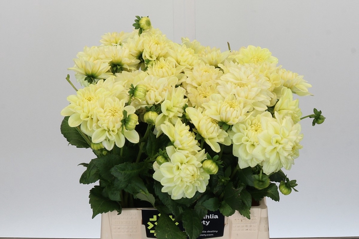 <h4>Dahlia Champagne</h4>
